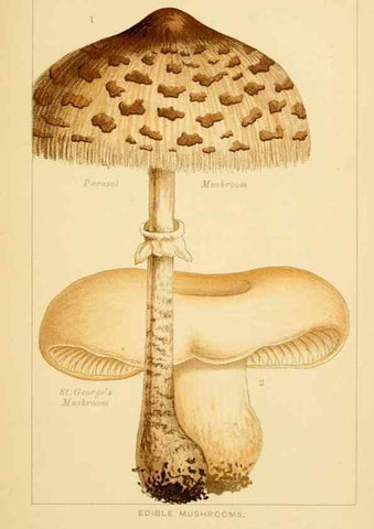 Reproducción/Reproduction 8515007011: Edible and poisonous mushrooms:. London,Society for Promoting Christian Knowledge,1894.
