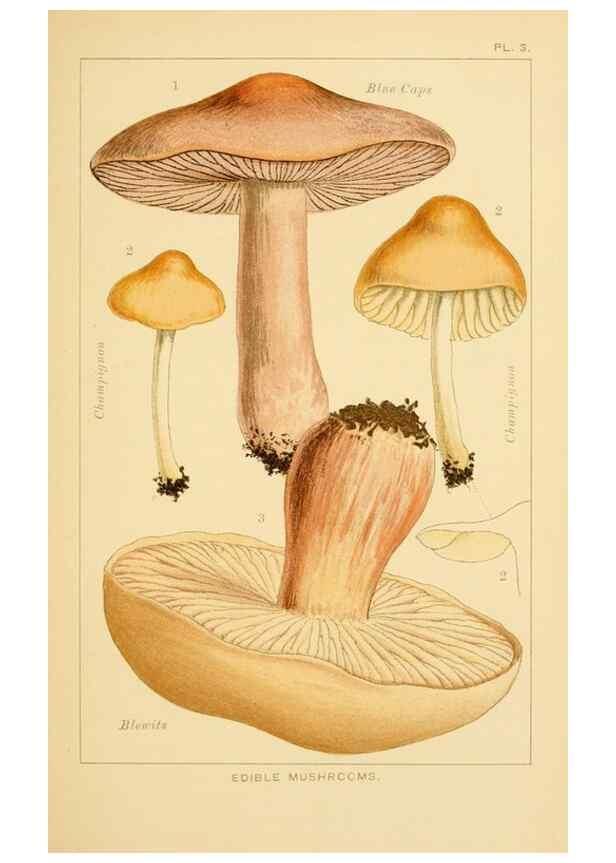 Reproducción/Reproduction 8516122918: Edible and poisonous mushrooms:. London,Society for Promoting Christian Knowledge,1894.