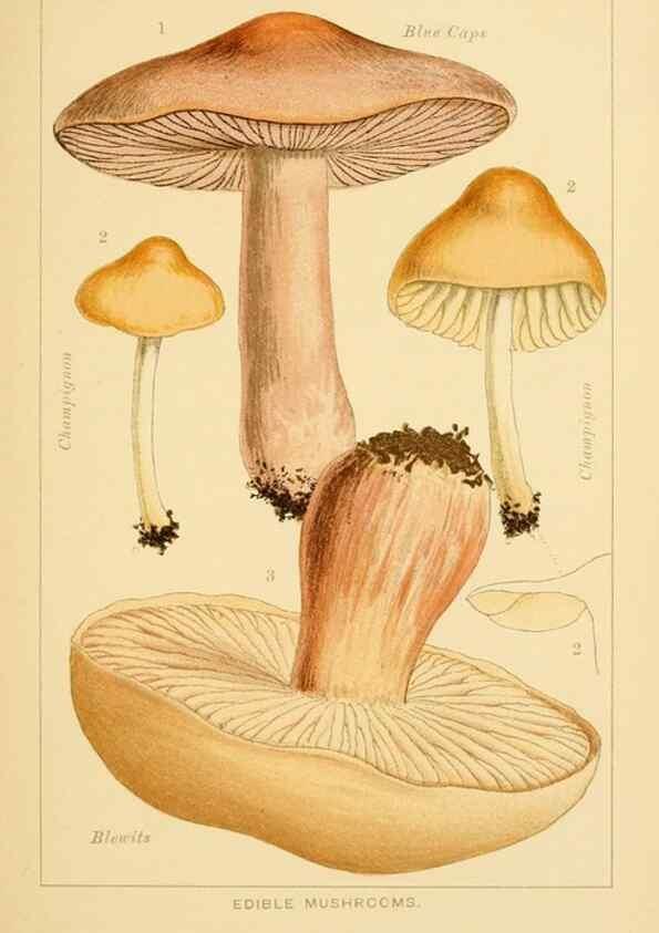 Reproducción/Reproduction 8516122918: Edible and poisonous mushrooms:. London,Society for Promoting Christian Knowledge,1894.