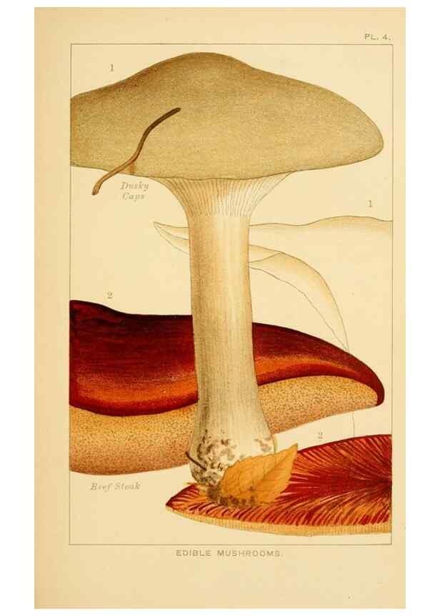 Reproducción/Reproduction 8515008109: Edible and poisonous mushrooms:. London,Society for Promoting Christian Knowledge,1894.