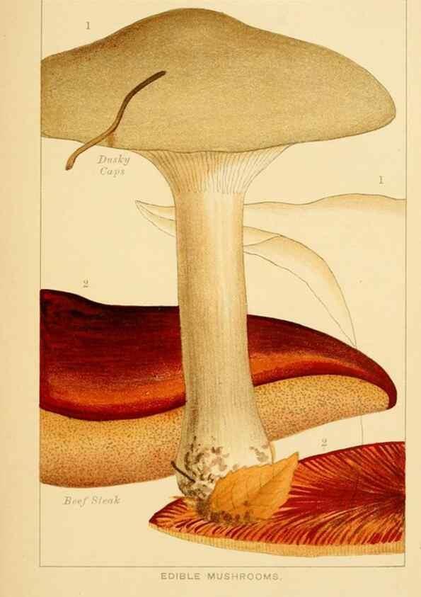 Reproducción/Reproduction 8515008109: Edible and poisonous mushrooms:. London,Society for Promoting Christian Knowledge,1894.