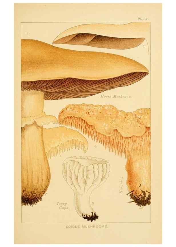 Reproducción/Reproduction 8516123884: Edible and poisonous mushrooms:. London,Society for Promoting Christian Knowledge,1894.
