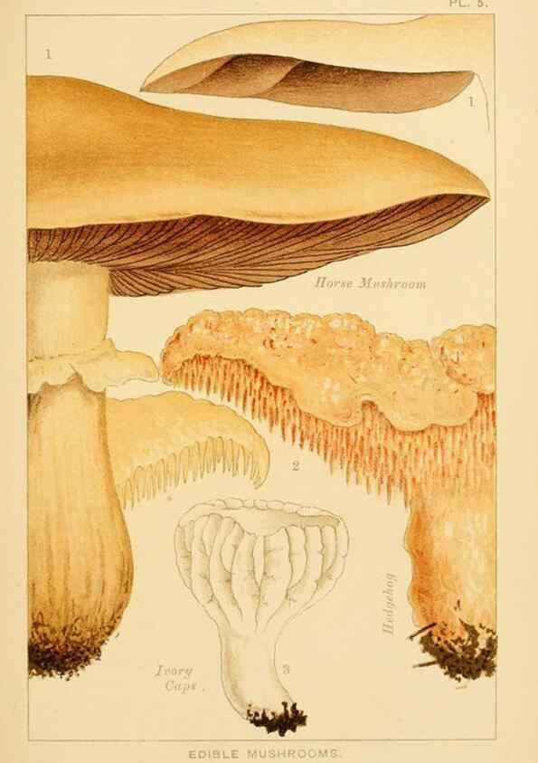 Reproducción/Reproduction 8516123884: Edible and poisonous mushrooms:. London,Society for Promoting Christian Knowledge,1894.
