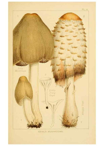 Reproducción/Reproduction 8515008917: Edible and poisonous mushrooms:. London,Society for Promoting Christian Knowledge,1894.
