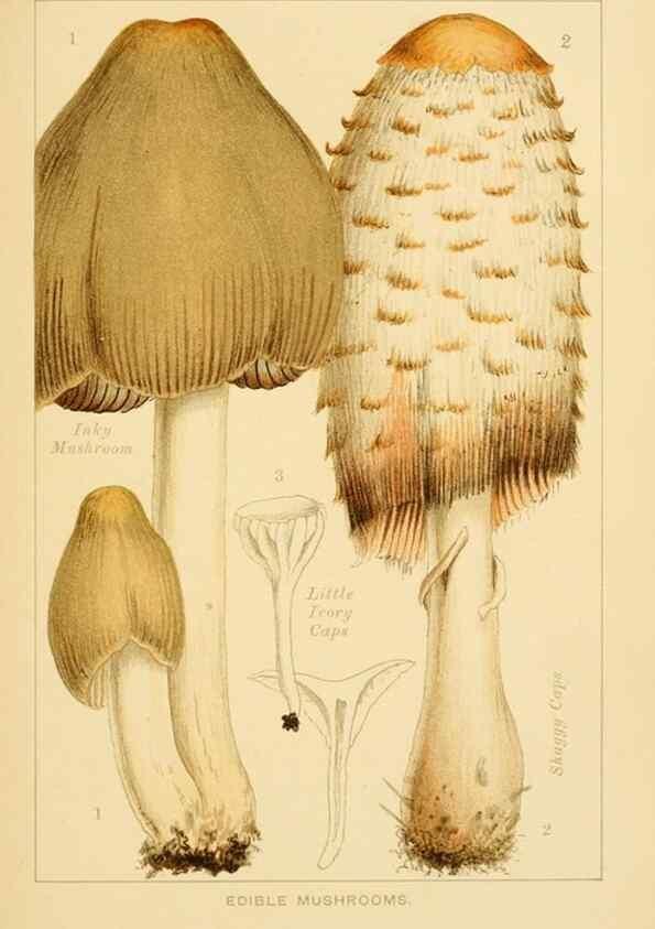 Reproducción/Reproduction 8515008917: Edible and poisonous mushrooms:. London,Society for Promoting Christian Knowledge,1894.