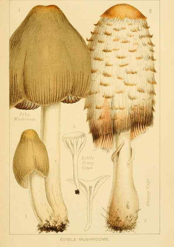 Reproducción/Reproduction 8515008917: Edible and poisonous mushrooms:. London,Society for Promoting Christian Knowledge,1894.