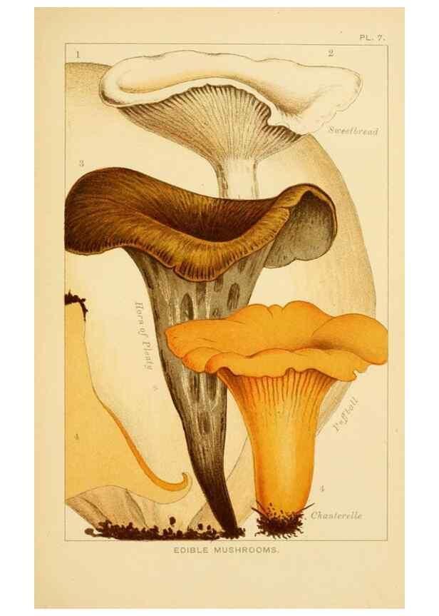 Reproducción/Reproduction 8515009419: Edible and poisonous mushrooms:. London,Society for Promoting Christian Knowledge,1894.