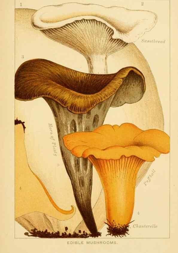 Reproducción/Reproduction 8515009419: Edible and poisonous mushrooms:. London,Society for Promoting Christian Knowledge,1894.