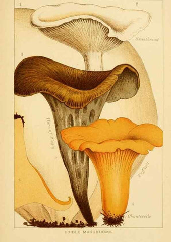Reproducción/Reproduction 8515009419: Edible and poisonous mushrooms:. London,Society for Promoting Christian Knowledge,1894.