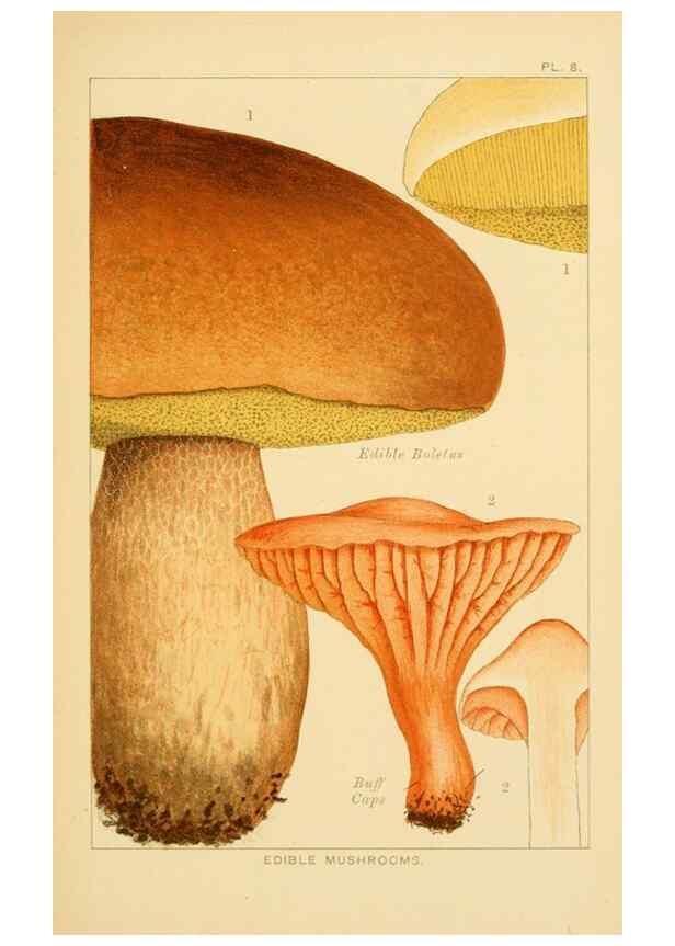 Reproducción/Reproduction 8516125298: Edible and poisonous mushrooms:. London,Society for Promoting Christian Knowledge,1894.