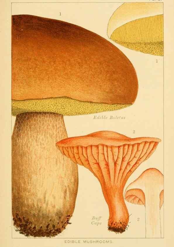 Reproducción/Reproduction 8516125298: Edible and poisonous mushrooms:. London,Society for Promoting Christian Knowledge,1894.