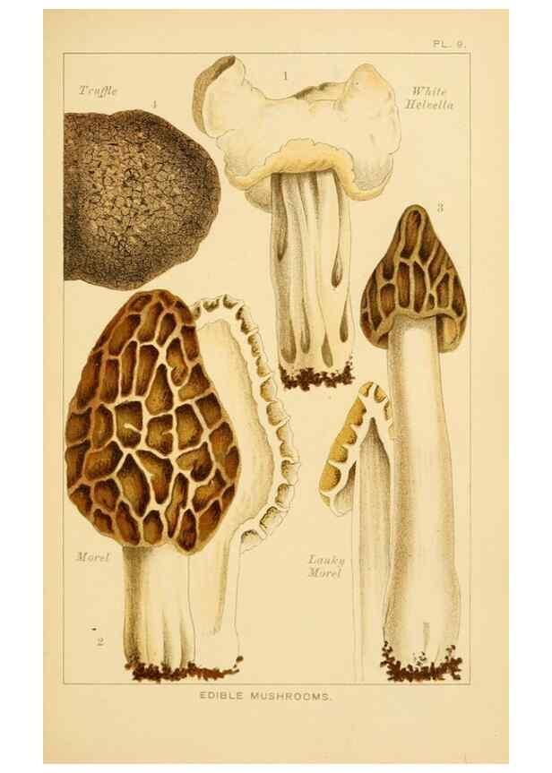 Reproducción/Reproduction 8515010759: Edible and poisonous mushrooms:. London,Society for Promoting Christian Knowledge,1894.