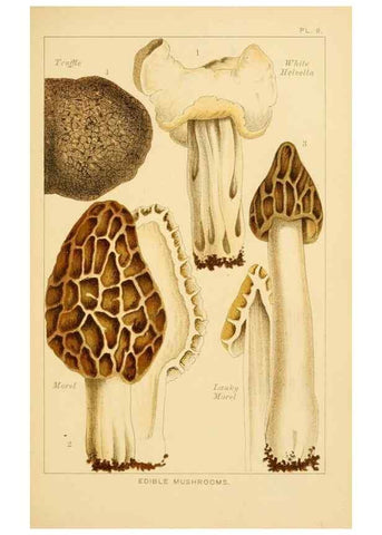 Reproducción/Reproduction 8515010759: Edible and poisonous mushrooms:. London,Society for Promoting Christian Knowledge,1894.
