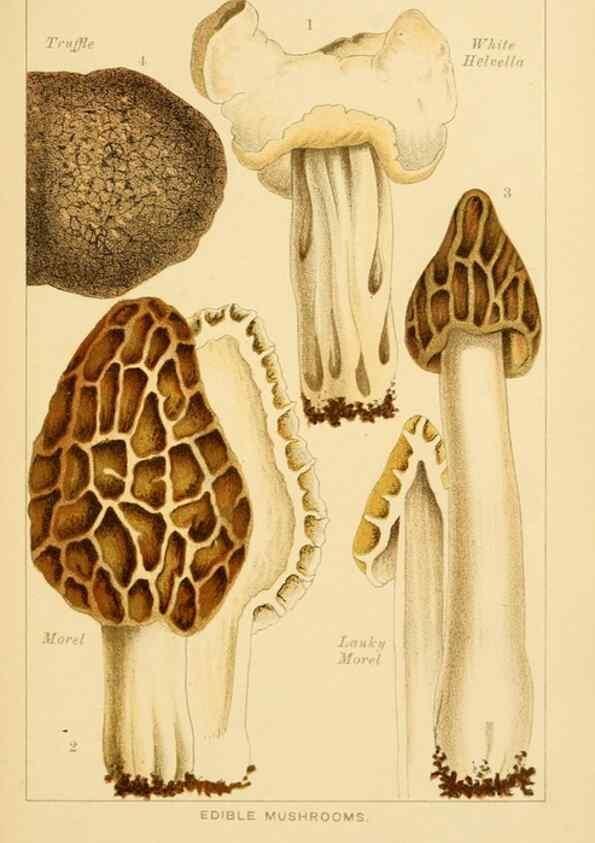 Reproducción/Reproduction 8515010759: Edible and poisonous mushrooms:. London,Society for Promoting Christian Knowledge,1894.