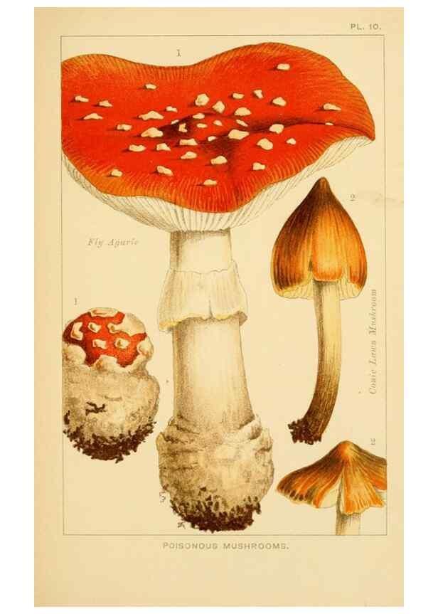 Reproducción/Reproduction 8516126480: Edible and poisonous mushrooms:. London,Society for Promoting Christian Knowledge,1894.