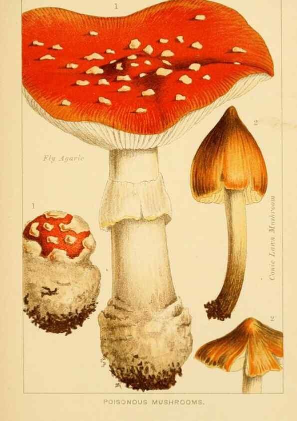 Reproducción/Reproduction 8516126480: Edible and poisonous mushrooms:. London,Society for Promoting Christian Knowledge,1894.