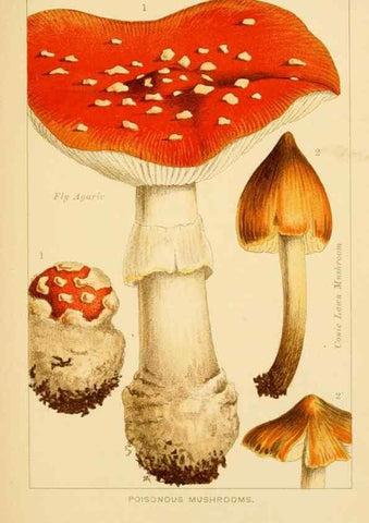 Reproducción/Reproduction 8516126480: Edible and poisonous mushrooms:. London,Society for Promoting Christian Knowledge,1894.