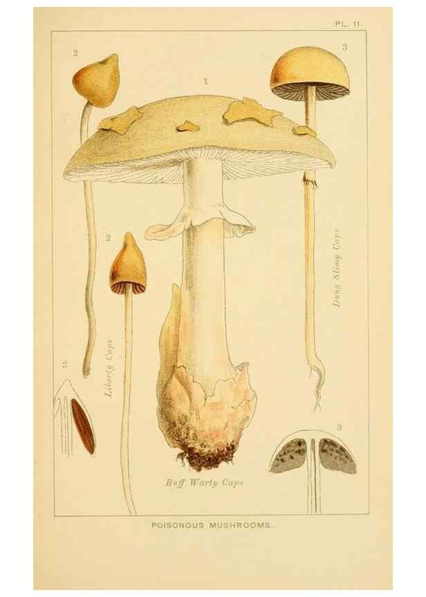 Reproducción/Reproduction 8516127202: Edible and poisonous mushrooms:. London,Society for Promoting Christian Knowledge,1894.