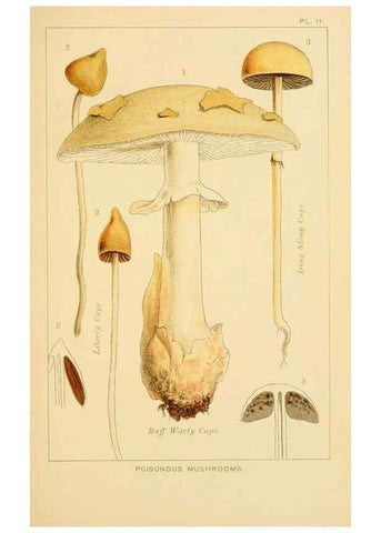 Reproducción/Reproduction 8516127202: Edible and poisonous mushrooms:. London,Society for Promoting Christian Knowledge,1894.