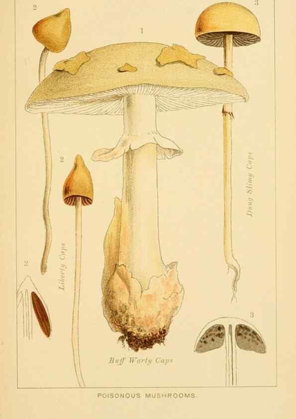 Reproducción/Reproduction 8516127202: Edible and poisonous mushrooms:. London,Society for Promoting Christian Knowledge,1894.