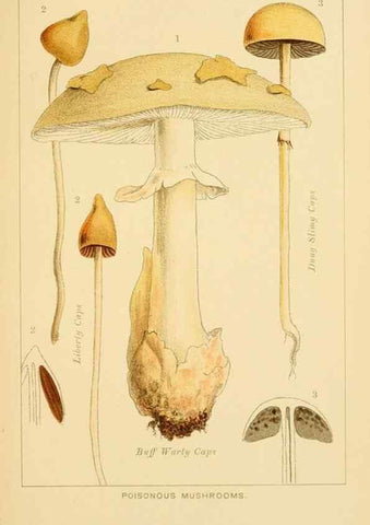 Reproducción/Reproduction 8516127202: Edible and poisonous mushrooms:. London,Society for Promoting Christian Knowledge,1894.