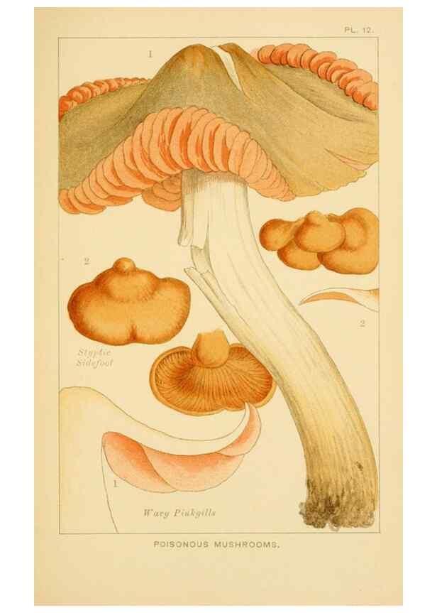 Reproducción/Reproduction 8515012699: Edible and poisonous mushrooms:. London,Society for Promoting Christian Knowledge,1894.