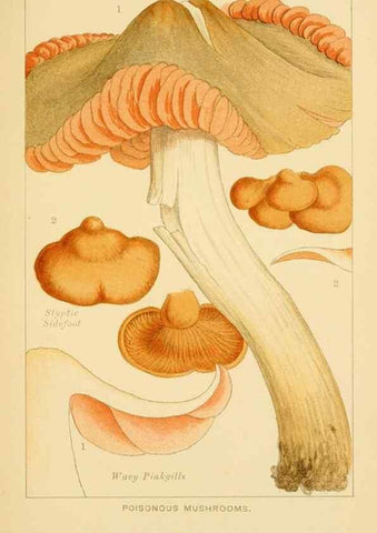 Reproducción/Reproduction 8515012699: Edible and poisonous mushrooms:. London,Society for Promoting Christian Knowledge,1894.