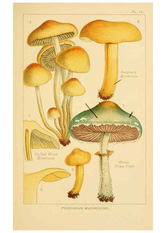 Reproducción/Reproduction 8516128450: Edible and poisonous mushrooms:. London,Society for Promoting Christian Knowledge,1894.