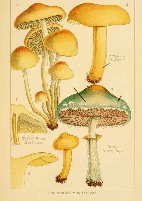 Reproducción/Reproduction 8516128450: Edible and poisonous mushrooms:. London,Society for Promoting Christian Knowledge,1894.