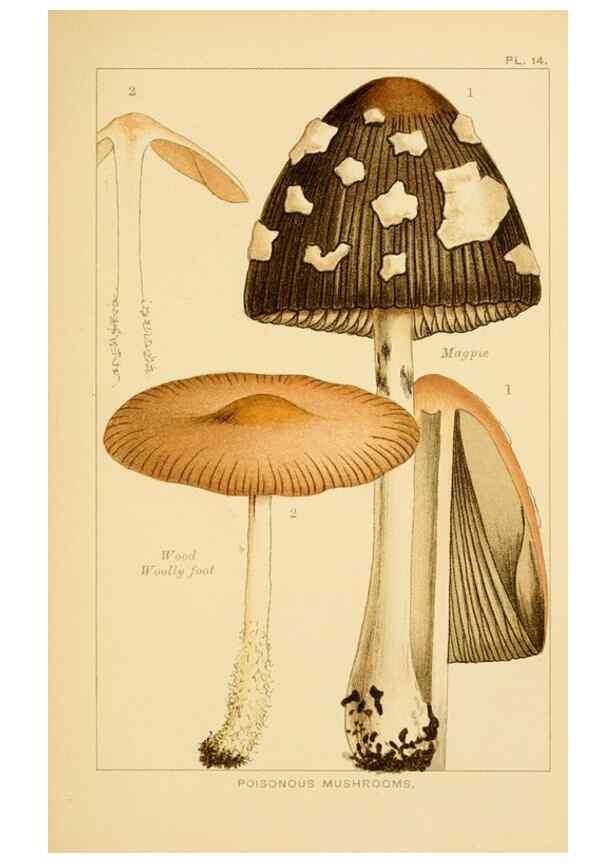 Reproducción/Reproduction 8515013713: Edible and poisonous mushrooms:. London,Society for Promoting Christian Knowledge,1894.