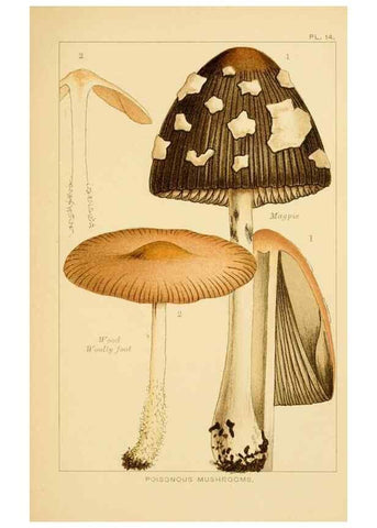 Reproducción/Reproduction 8515013713: Edible and poisonous mushrooms:. London,Society for Promoting Christian Knowledge,1894.
