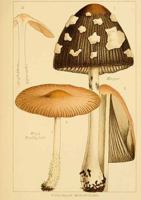 Reproducción/Reproduction 8515013713: Edible and poisonous mushrooms:. London,Society for Promoting Christian Knowledge,1894.