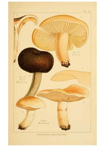 Reproducción/Reproduction 8515014377: Edible and poisonous mushrooms:. London,Society for Promoting Christian Knowledge,1894.