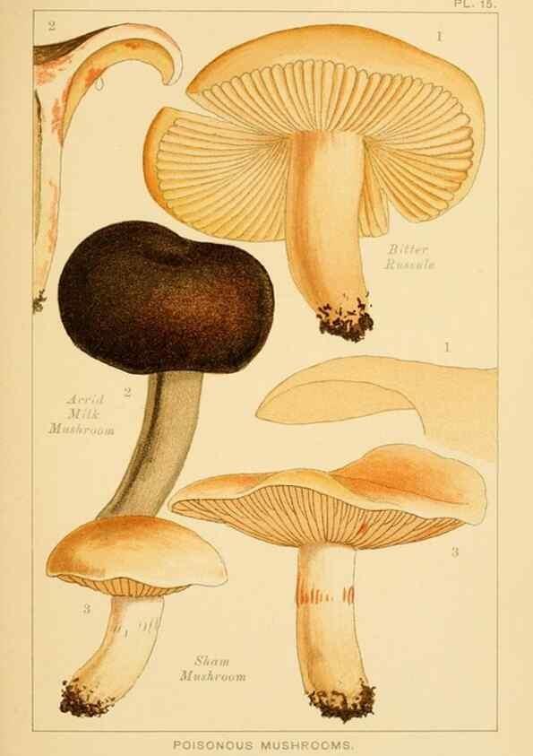 Reproducción/Reproduction 8515014377: Edible and poisonous mushrooms:. London,Society for Promoting Christian Knowledge,1894.