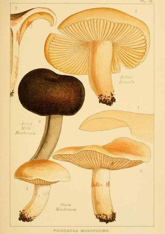 Reproducción/Reproduction 8515014377: Edible and poisonous mushrooms:. London,Society for Promoting Christian Knowledge,1894.