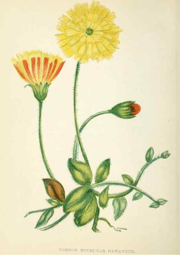 Reproducción/Reproduction 8513818148: Wild flowers.. London :Pott, Young & Co.,[1857]