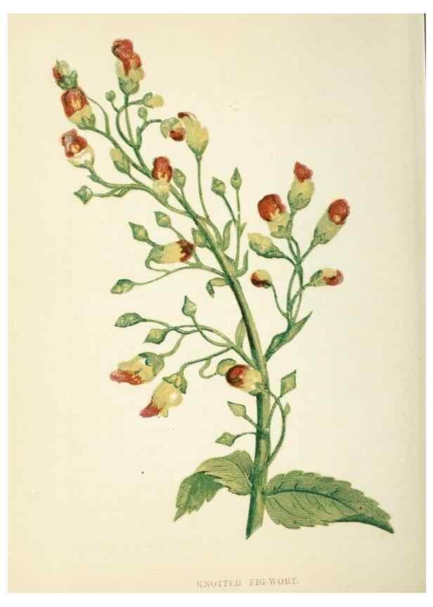 Reproducción/Reproduction 8512709083: Wild flowers.. London :Pott, Young & Co.,[1857]