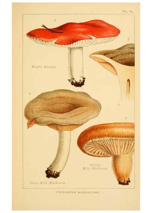 Reproducción/Reproduction 8515014815: Edible and poisonous mushrooms:. London,Society for Promoting Christian Knowledge,1894.