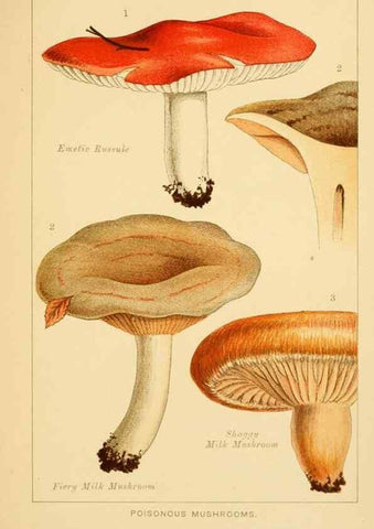 Reproducción/Reproduction 8515014815: Edible and poisonous mushrooms:. London,Society for Promoting Christian Knowledge,1894.