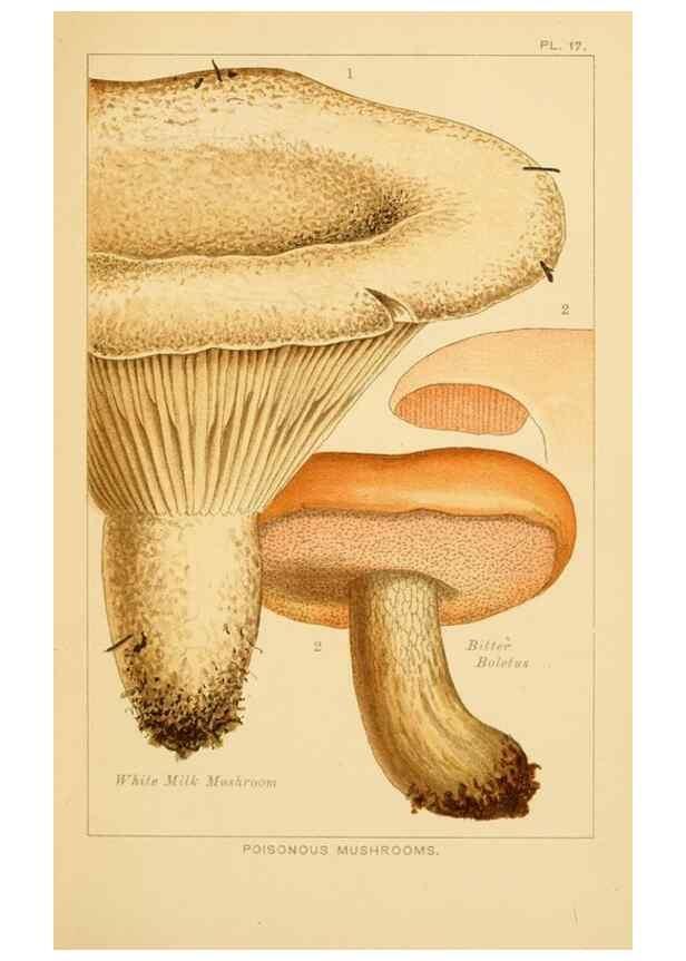 Reproducción/Reproduction 8516130496: Edible and poisonous mushrooms:. London,Society for Promoting Christian Knowledge,1894.