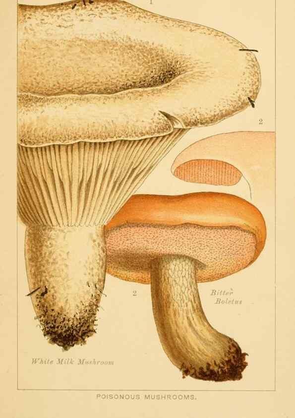 Reproducción/Reproduction 8516130496: Edible and poisonous mushrooms:. London,Society for Promoting Christian Knowledge,1894.