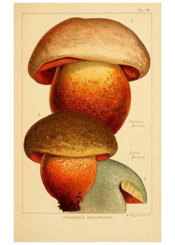 Reproducción/Reproduction 8515015771: Edible and poisonous mushrooms:. London,Society for Promoting Christian Knowledge,1894.
