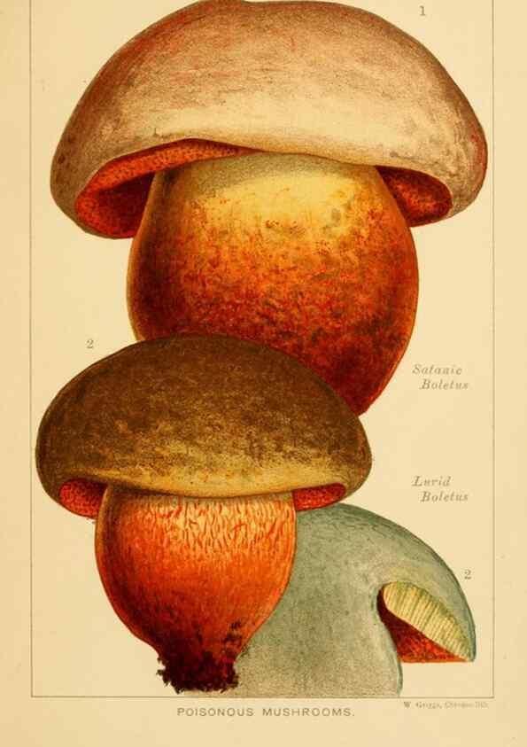 Reproducción/Reproduction 8515015771: Edible and poisonous mushrooms:. London,Society for Promoting Christian Knowledge,1894.