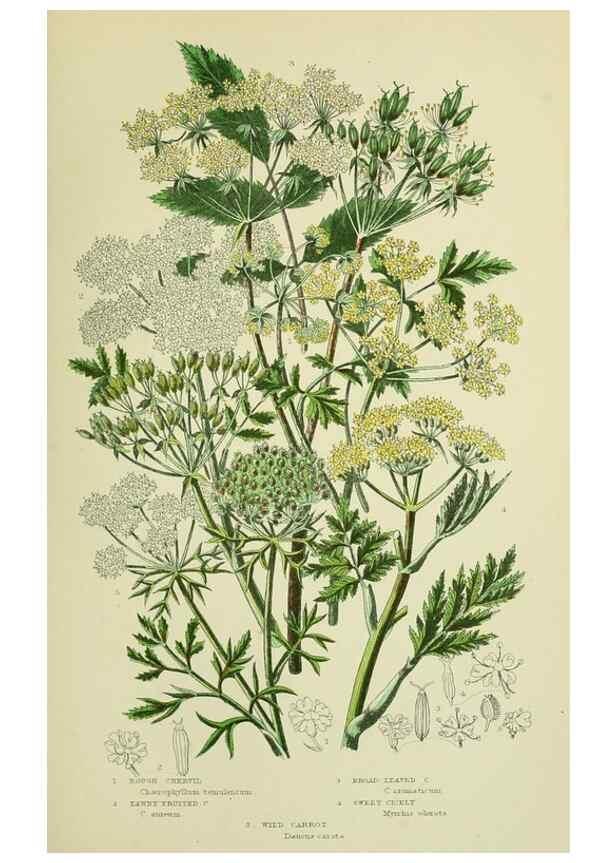 Reproducción/Reproduction 8516222692: The flowering plants, grasses, sedges, & ferns of Great Britain. London,F. Warne,1905.