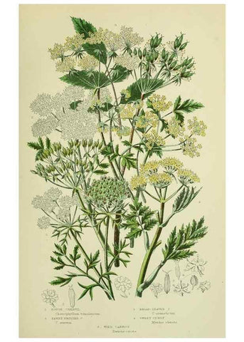 Reproducción/Reproduction 8516222692: The flowering plants, grasses, sedges, & ferns of Great Britain. London,F. Warne,1905.