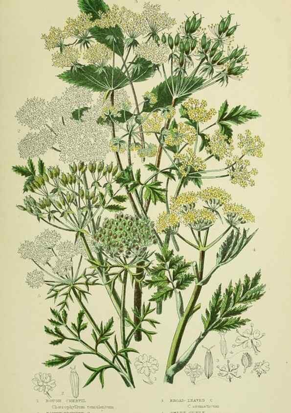 Reproducción/Reproduction 8516222692: The flowering plants, grasses, sedges, & ferns of Great Britain. London,F. Warne,1905.