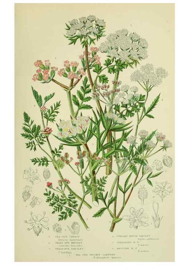 Reproducción/Reproduction 8516223672: The flowering plants, grasses, sedges, & ferns of Great Britain. London,F. Warne,1905.