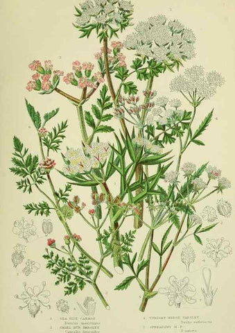 Reproducción/Reproduction 8516223672: The flowering plants, grasses, sedges, & ferns of Great Britain. London,F. Warne,1905.