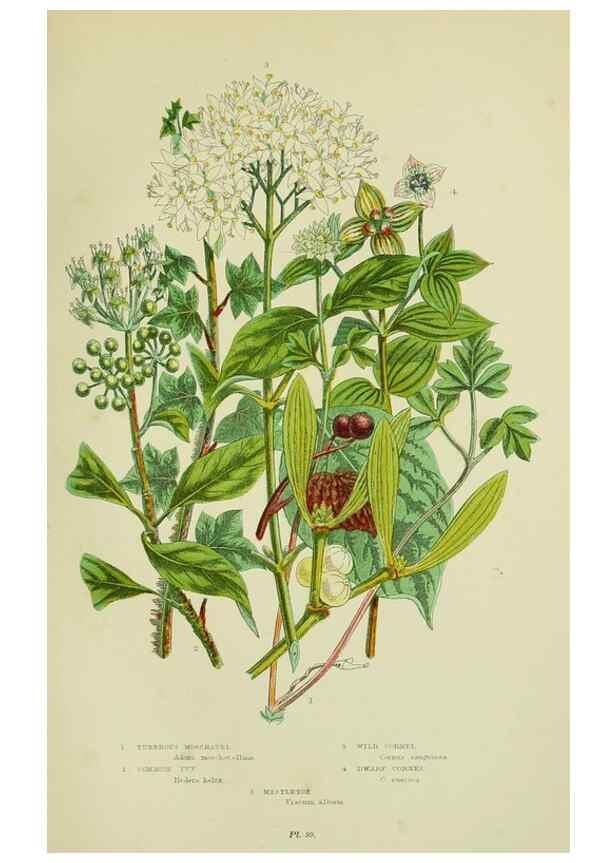 Reproducción/Reproduction 8515109203: The flowering plants, grasses, sedges, & ferns of Great Britain. London,F. Warne,1905.