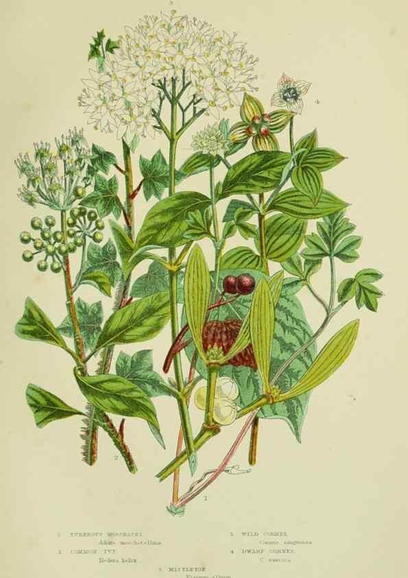 Reproducción/Reproduction 8515109203: The flowering plants, grasses, sedges, & ferns of Great Britain. London,F. Warne,1905.